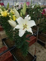 [4421 PO21 Motown No01.JPG]